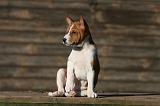 BASENJI 194